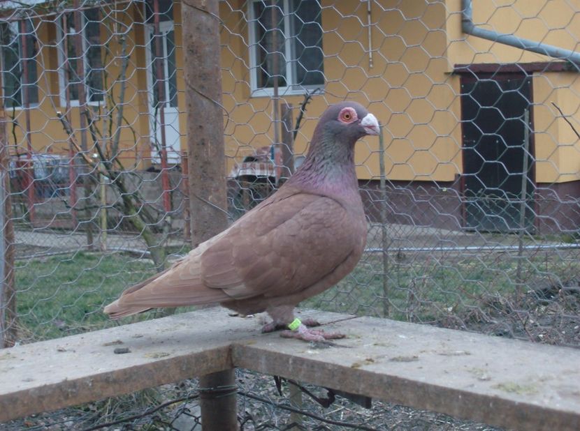 femela 2017 - Carunculati de oradea