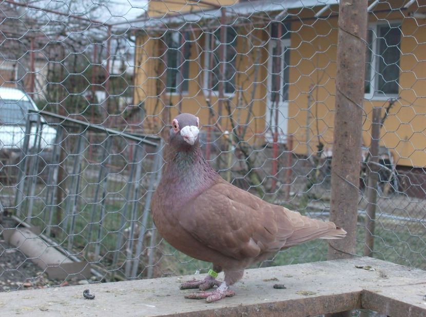  - Carunculati de oradea