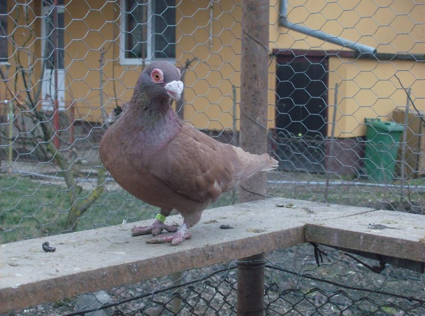  - Carunculati de oradea