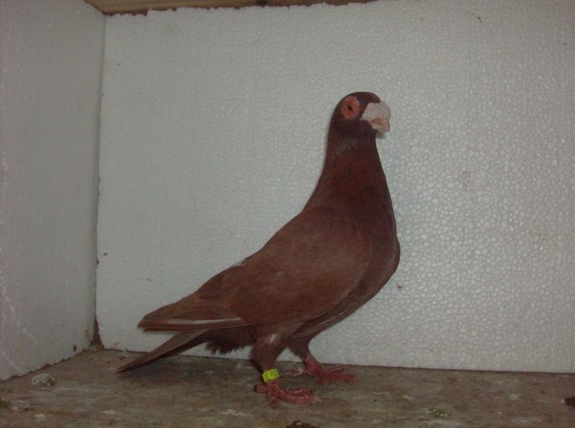  - Carunculati de oradea