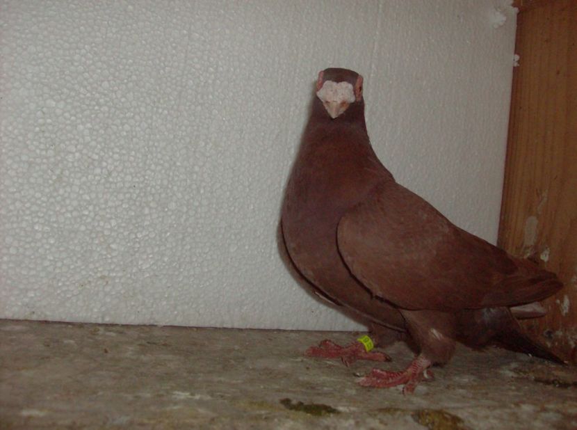  - Carunculati de oradea