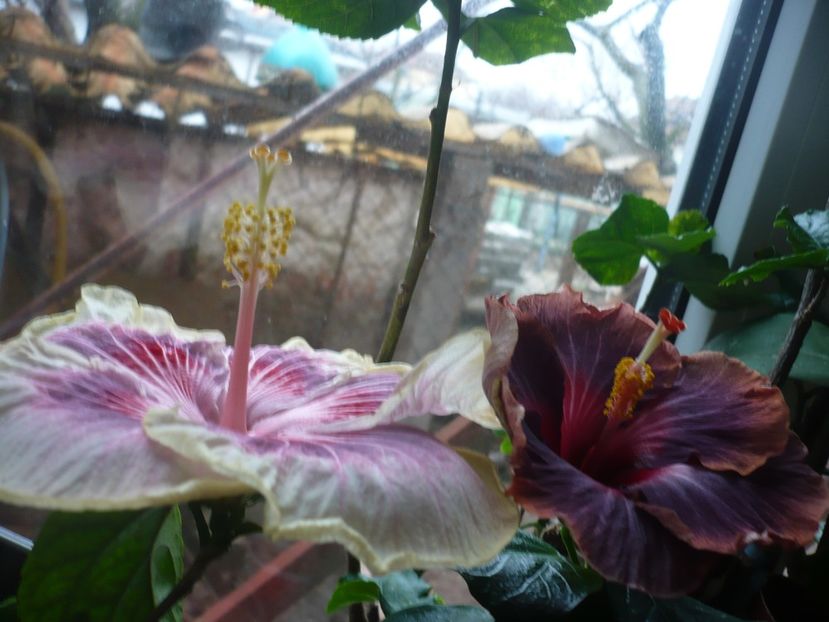 P1360232 - HIBISCUSI 2018-1