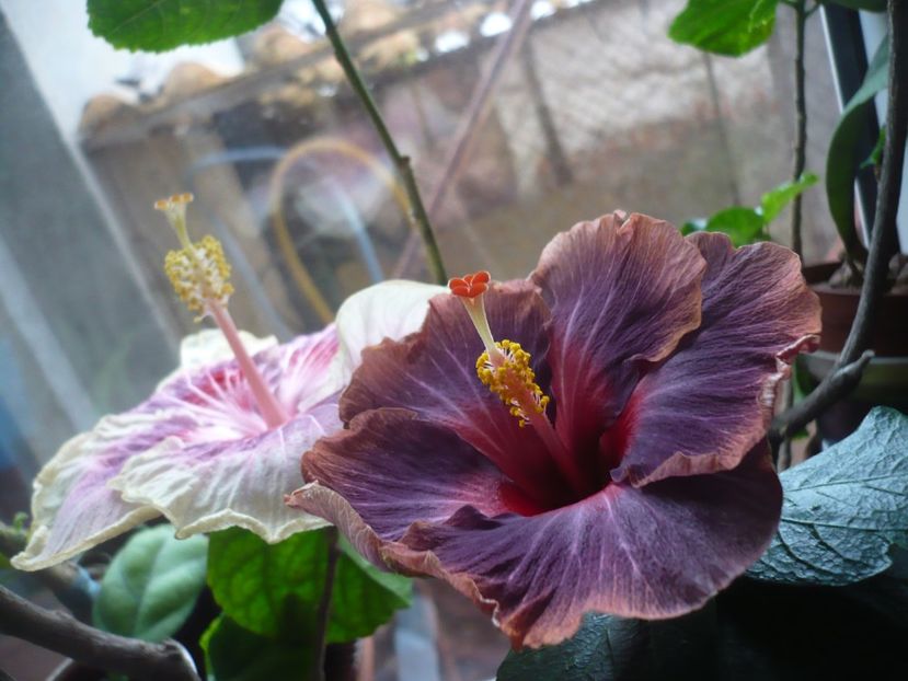P1360234 - HIBISCUSI 2018-1