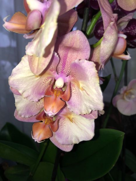 BA517D02-ED9E-4B97-9647-A601F6D544F4 - Orhidee 2018