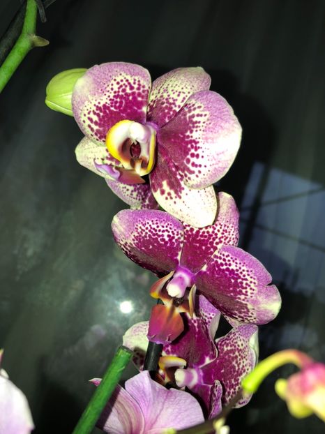 9ACD3063-3B07-4D1B-ABB3-9D8952F0AD5C - Orhidee 2018