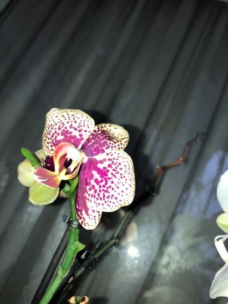 A3829E9C-F5BC-40F7-B816-1532C3C359FC - Orhidee 2018