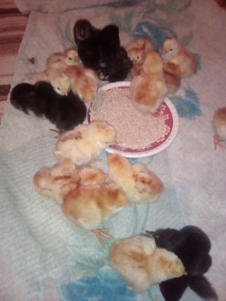  - Pui rhode island 2018