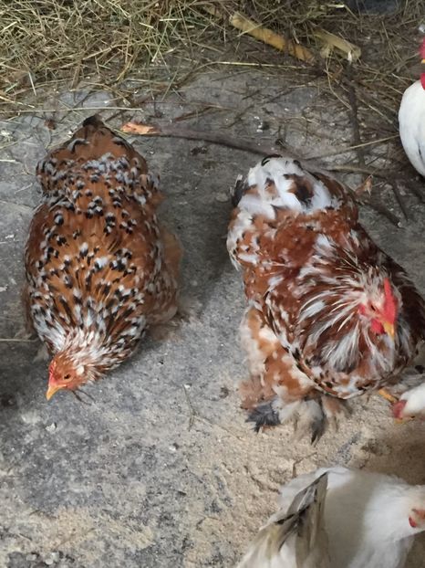 F7731F4B-08D3-453F-850D-A5E3467FCBA9 - Portelan