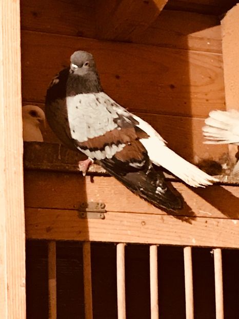 2E2DDB6E-2D08-49F0-86DB-378594F42F71 - Vargati codalbi