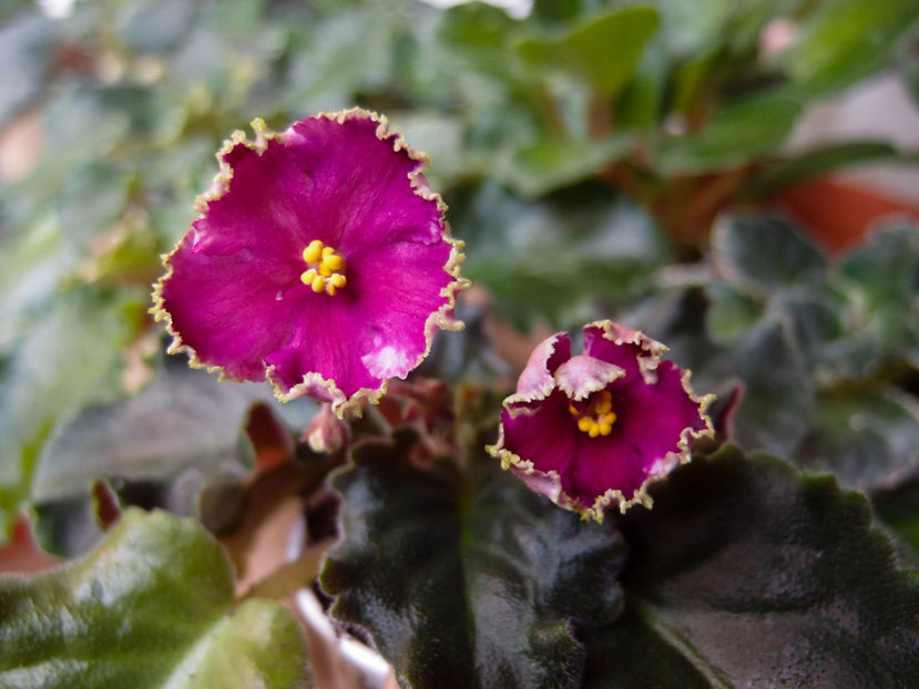 Golden Rubies - a a Ghiceste varietatea