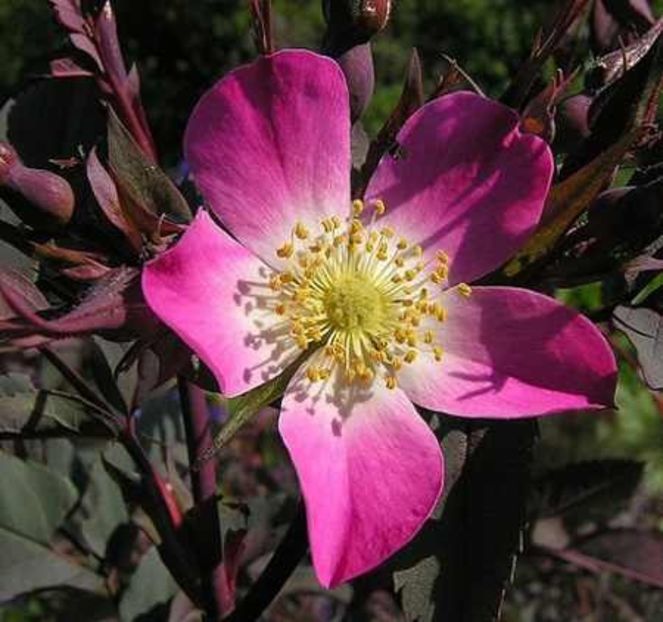 RosaRubrifolia-4 - Comanda comuna trandafiri