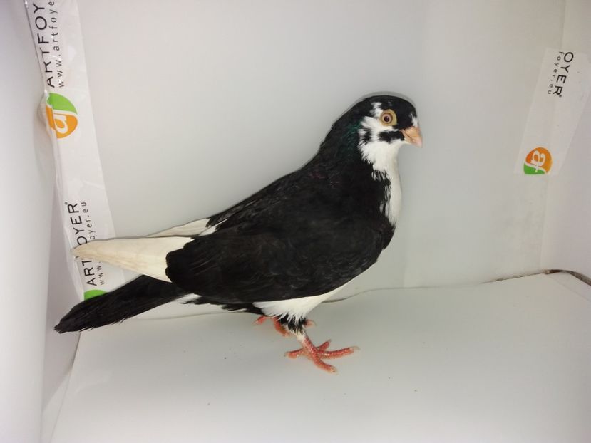 mascul  2017 - Plecați ALBUM 1