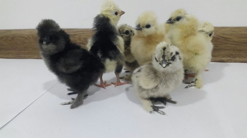 IMG-20180208-WA0000 - Pui 2018