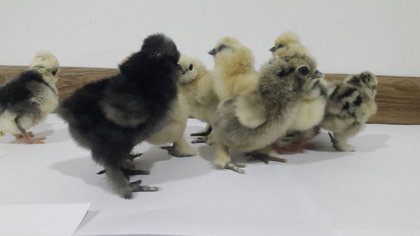 IMG-20180208-WA0001 - Pui 2018