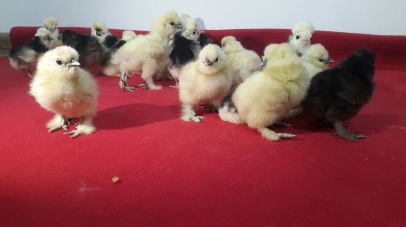 IMG-20180215-WA0000 - Pui 2018