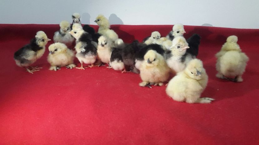 IMG-20180215-WA0004 - Pui 2018