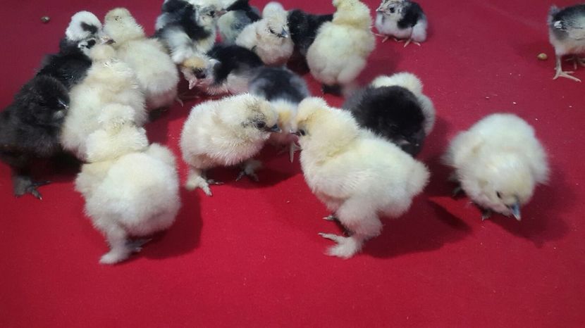 IMG-20180215-WA0002 - Pui 2018