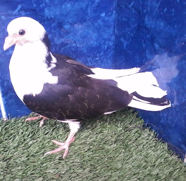 Din moriscari tari - z1-pui 2015 2016 2017 2018