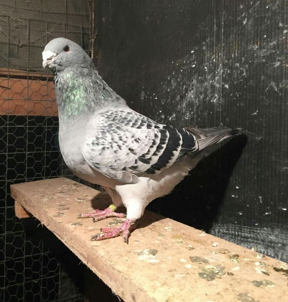 M 2017 - Masculi Matca