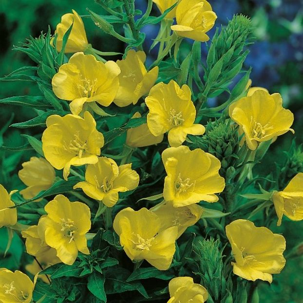 Seminte de Evening Primrose - 11,5 lei - Seminte de Primule