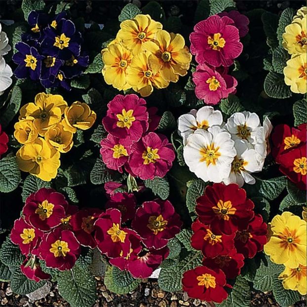 Seminte de Polyanthus Regal Mix - 10,6 lei - Seminte de Primule