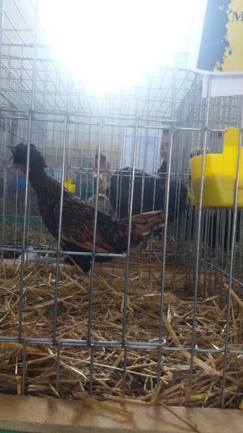  - Comenzi oua pentru incubat si pui 2018