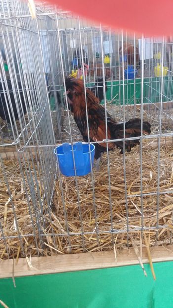  - Comenzi oua pentru incubat si pui 2018