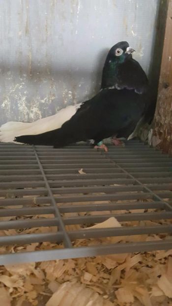  - 6-Negru Codalb Romanesc