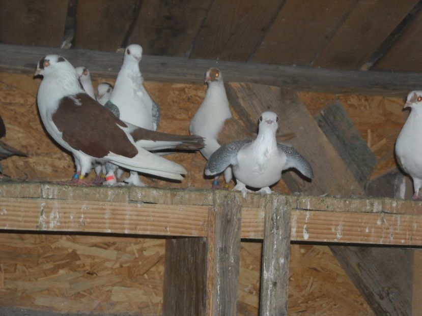  - DE PRIN PORUMBARIE