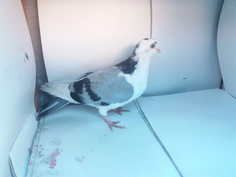 mascul  2017 - Plecați ALBUM 1