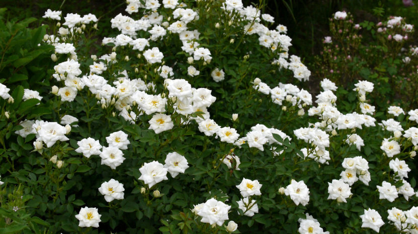 Rose,_Kent - DORINTE - TRANDAFIRI