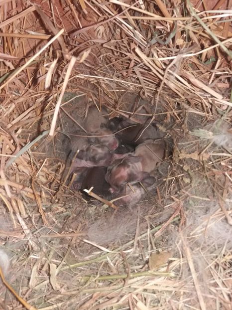 15.02.2018 - Cuib nr 1 din 15 02 2018