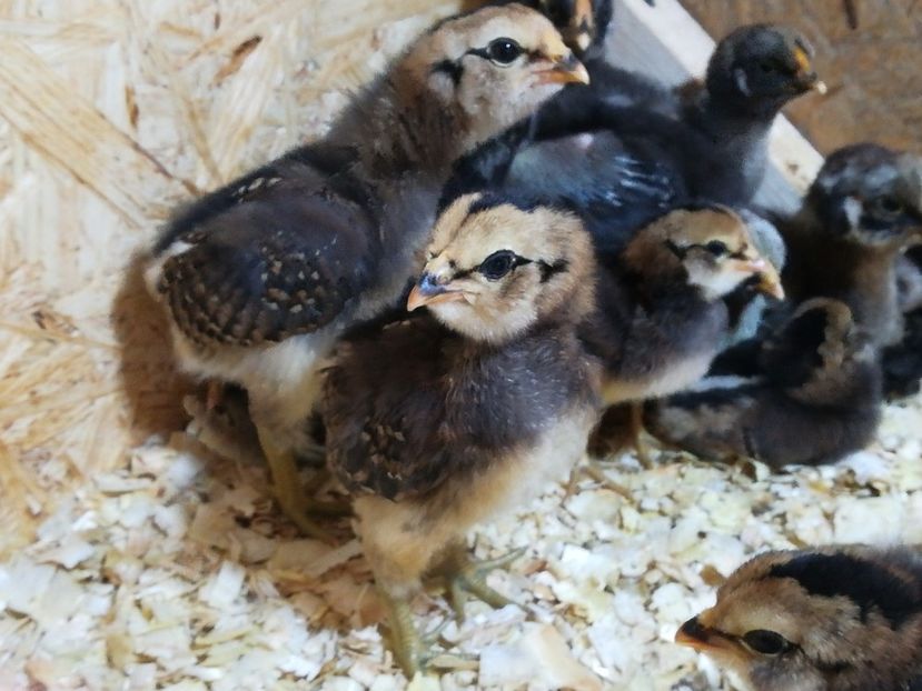  - Puișori Araucana Potarnichiu și Blau Februarie 2018