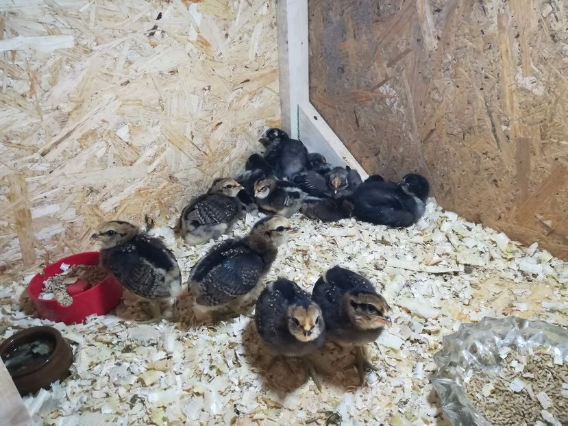  - Puișori Araucana Potarnichiu și Blau Februarie 2018