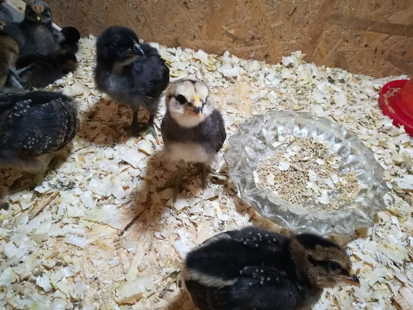  - Puișori Araucana Potarnichiu și Blau Februarie 2018