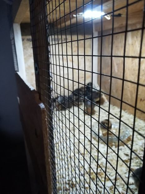  - Puișori Araucana Potarnichiu și Blau Februarie 2018