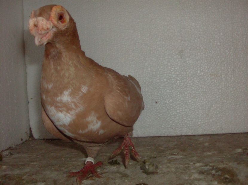  - Carunculati de oradea