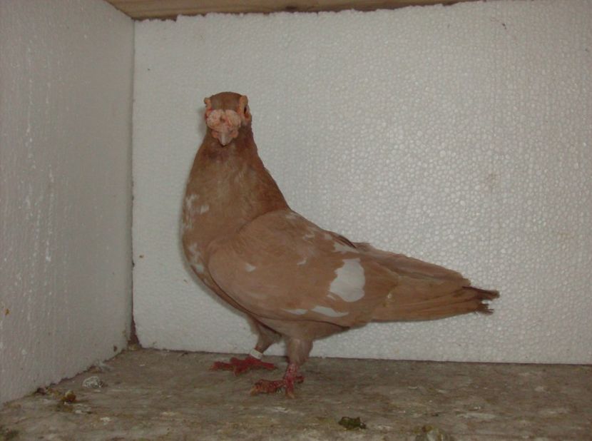  - Carunculati de oradea