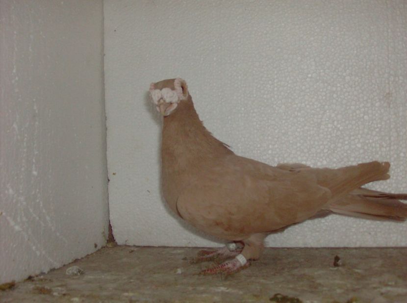 femela 2015 - Carunculati de oradea