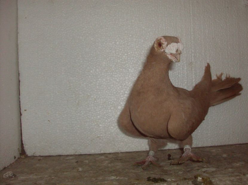  - Carunculati de oradea