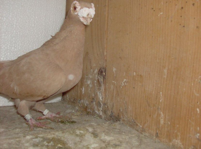  - Carunculati de oradea