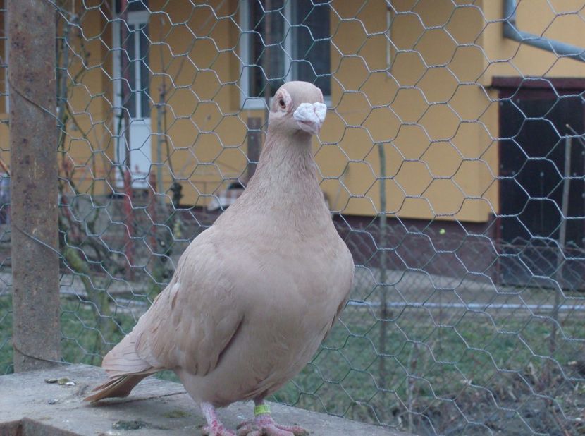  - Carunculati de oradea