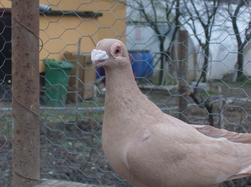  - Carunculati de oradea