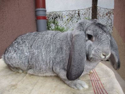 fem. prod.proprie 2017 !!! - X ARHIVA IEPURI CE AM AVUT