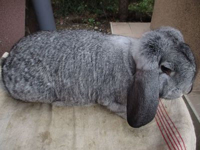 Chinchilla RO12-4783 - X ARHIVA IEPURI CE AM AVUT