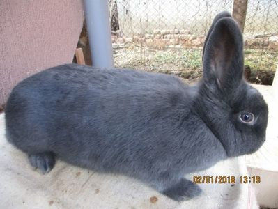 fem. prod.proprie 2017 !!! - X ARHIVA IEPURI CE AM AVUT