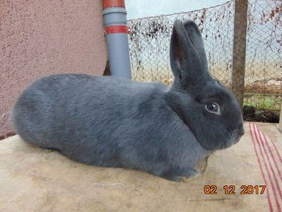 RO12-3743 - X ARHIVA IEPURI CE AM AVUT