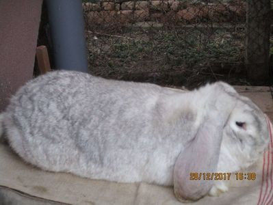 RO12-4785 - X ARHIVA IEPURI CE AM AVUT