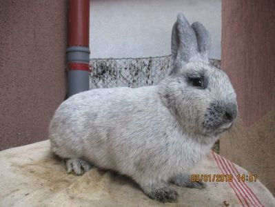 RO12-4758 - X ARHIVA IEPURI CE AM AVUT