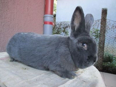 masc prod proprie 2017 !!! - X ARHIVA IEPURI CE AM AVUT